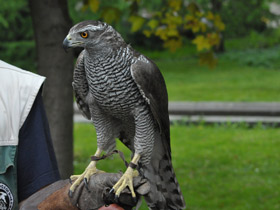 Фото Ястреб-тетеревятник