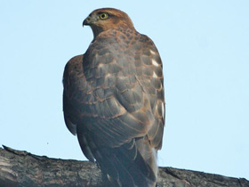 Фото Ястреб-перепелятник