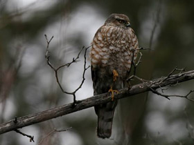 Фото Ястреб-перепелятник