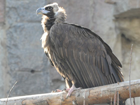 Смотреть фото Черный гриф Фото Черный гриф