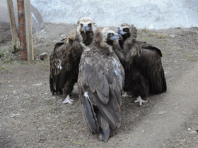 Смотреть фото Черный гриф Фото Черный гриф