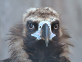 Смотреть фото Черный гриф Фото Черный гриф