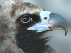 Смотреть фото Черный гриф Фото Черный гриф