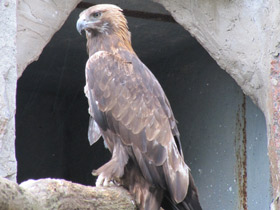 Фото Беркут