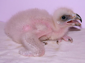 Фото Беркут