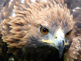 Фото Беркут