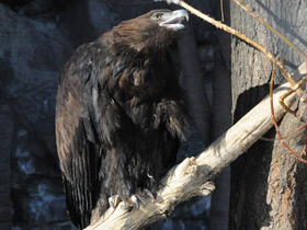 Фото Беркут