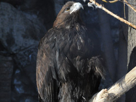 Фото Беркут