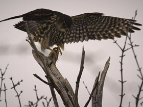 Фото Дербник