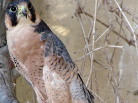 Шахин Шахин