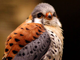 Американская пустельга Американская пустельга