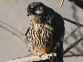 Фото Чеглок