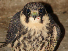 Фото Чеглок