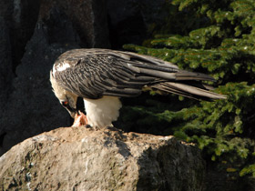 Фото Бородач