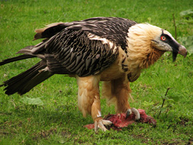 Фото Бородач