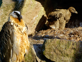 Фото Бородач