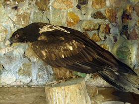 Фото Бородач