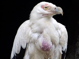 Фото Пальмовый гриф