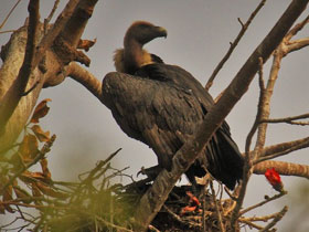 Фото Бенгальский сип