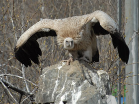 Фото Белоголовый сип