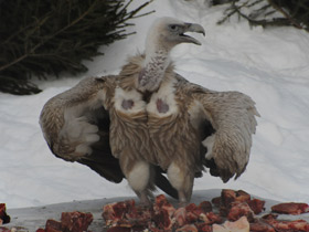 Фото Белоголовый сип