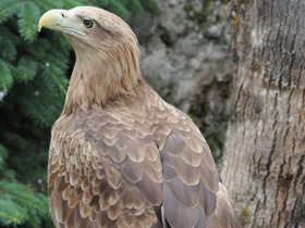 Смотреть фото Орлан-белохвост Фото Орлан-белохвост