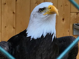 Смотреть фото Белоголовый орлан Фото Белоголовый орлан