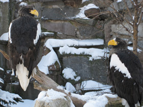 Фото Белоплечий орлан