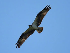 Смотреть фото Скопа Фото Скопа