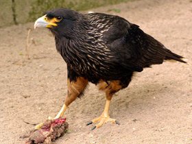 Смотреть фото Южная каракара Фото Южная каракара