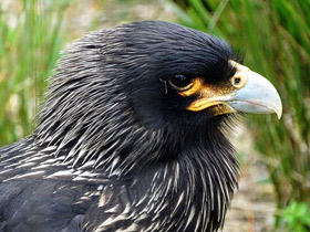 Смотреть фото Южная каракара Фото Южная каракара