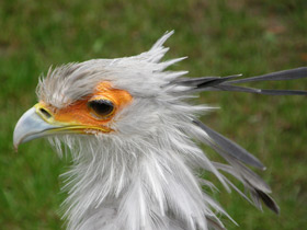 Смотреть фото Птица-секретарь Фото Птица-секретарь