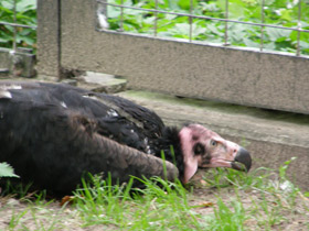 Фото Ушастый индийский гриф