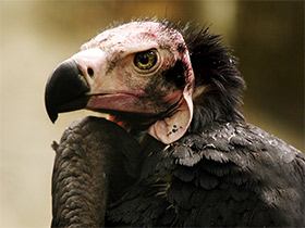 Фото Ушастый индийский гриф