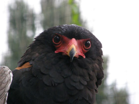 Орёл-скоморох