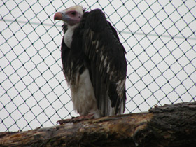 Фото Африканский белогорлый гриф