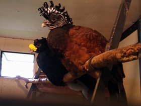 Фото Большой кракс