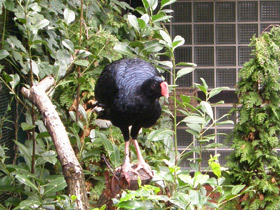 Фото Малый хохлатый кракс