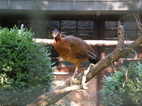 Фото Красный гокко