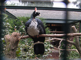 Фото Рогатый гуан