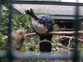 Фото Рогатый гуан