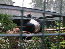 Фото Рогатый гуан