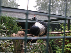 Фото Рогатый гуан