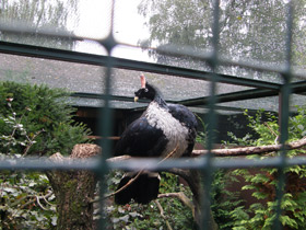 Фото Рогатый гуан