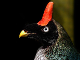 Рогатый гуан Рогатый гуан