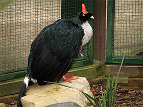 Фото Рогатый гуан