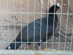 Фото Шлемоносный кракс