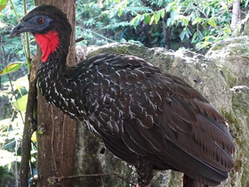 Фото Хохлатый гуан