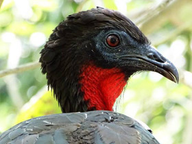 Фото Хохлатый гуан