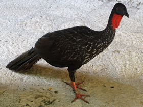 Фото Хохлатый гуан